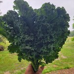 curlykale