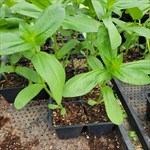 zinnia 4 pack