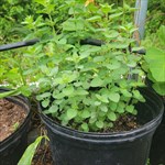 zaatar 3 gal
