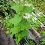 anise hyssop 3 gal