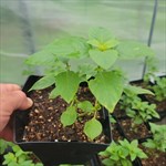Everleaf lemon