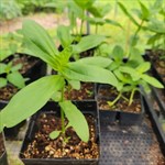 giant zinnia