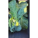 collards