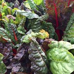 Swiss chard grown with compost, care, and a whole lot of love