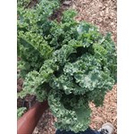Our kale grows slow and steady in compost-rich soil, harvested at peak freshness for a crisp, clean bite every time