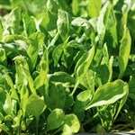 Our spinach grows in rich, living soil—hand-picked at peak tenderness for the freshest flavor