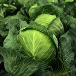 Our cabbages grow slow and steady in compost-fed, living soil. Fresh from the field, full of flavor.