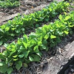 Fresh, peppery mustard greens grown the natural way