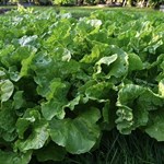 Fresh, peppery mustard greens grown the natural way