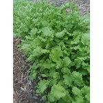 Fresh, peppery mustard greens grown the natural way