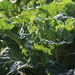 Hearty, hand-picked collards grown with love for our community and the land