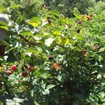 Ripening in the sun, one by one.