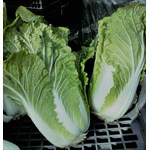 chinese cabbage